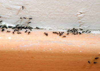 Si vous voyez des fourmis à la maison, cela signifie que… quelque chose d’invisible se passe chez vous
