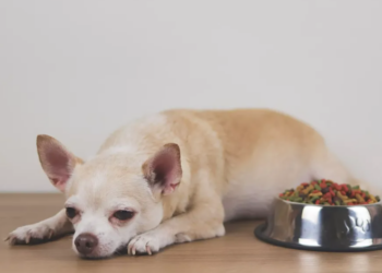 10 signes qui montrent que votre chien est mourant