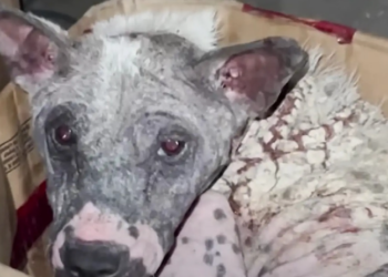 Capture decran 2025 04 07 011425 chienne