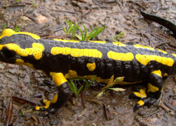 Lorsqu’un lézard visite votre maison, c’est un signe…