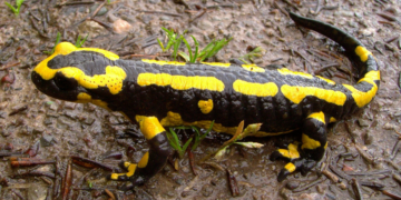 Lorsqu’un lézard visite votre maison, c’est un signe…