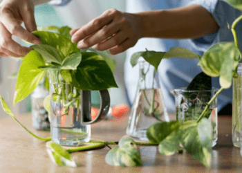 12 plantes qui poussent et fleurissent dans l’eau, pas besoin d’utiliser de terre 13 12 plantes qui poussent et fleurissent dans l’eau, pas besoin d’utiliser de terre 12 plantes qui poussent et fleurissent dans l’eau, pas besoin d’utiliser de terre