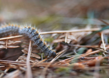 Chenilles processionnaires : ces gestes à connaître pour protéger vos animaux de compagnie