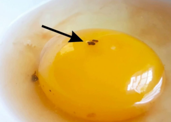 Faut-il manger des œufs avec des taches de sang ?