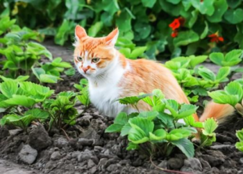 Le chat du voisin s&rsquo;introduit dans votre jardin : la loi vous permet de faire ceci (mais pas cela)