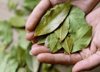 Nos grands-mères ne juraient que par l&rsquo;astuce de la feuille de laurier dans la machine à laver pour un linge plus frais
