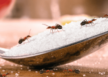 Répulsifs naturels fait maison pour éloigner les fourmis, les moustiques et autres insectes