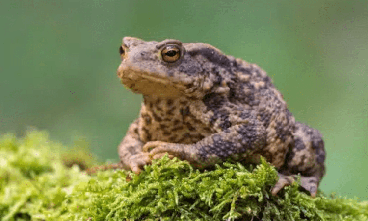 Trouver un crapaud dans son jardin : quelles significations ? - ÊTRE