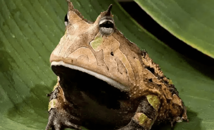Trouver un crapaud dans son jardin : quelles significations ? - ÊTRE