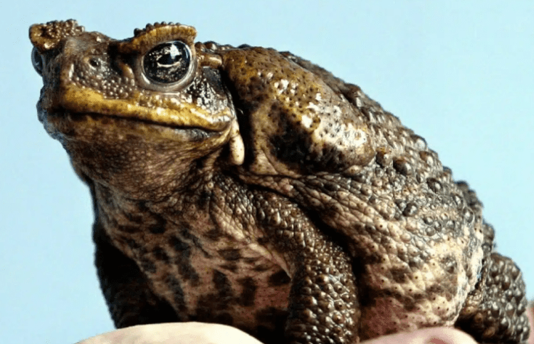 Trouver un crapaud dans son jardin : quelles significations ? - ÊTRE