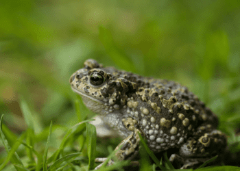Trouver un crapaud dans son jardin : quelles significations ?