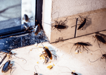 Pourquoi les cafards s’installent chez vous : les raisons qui expliquent leur présence