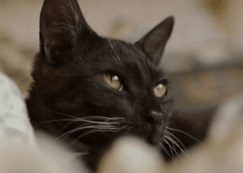 Lorsqu’un chat noir entre dans votre, en voici la signification