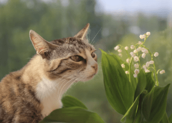 Muguet du 1er mai : attention à cette jolie fleur ! Elle est dangereuse pour les chats et les chiens