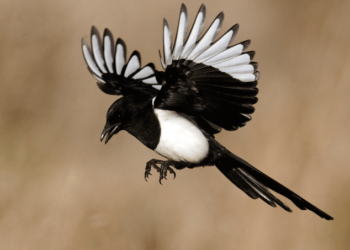 Capture decran 2025 05 07 081627 maison