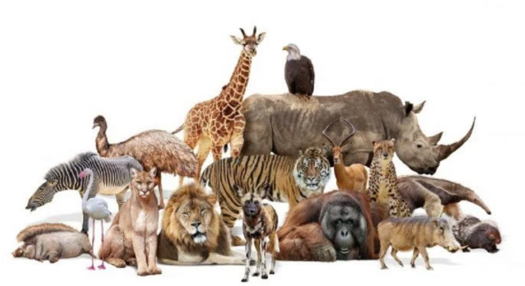 Capture decran 2025 05 08 143422 animal