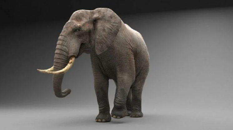 Capture decran 2025 05 08 143432 animal
