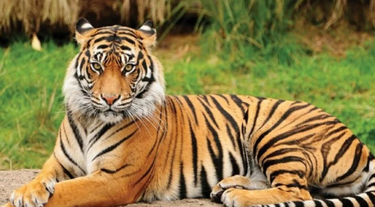 Capture decran 2025 05 08 143455 animal