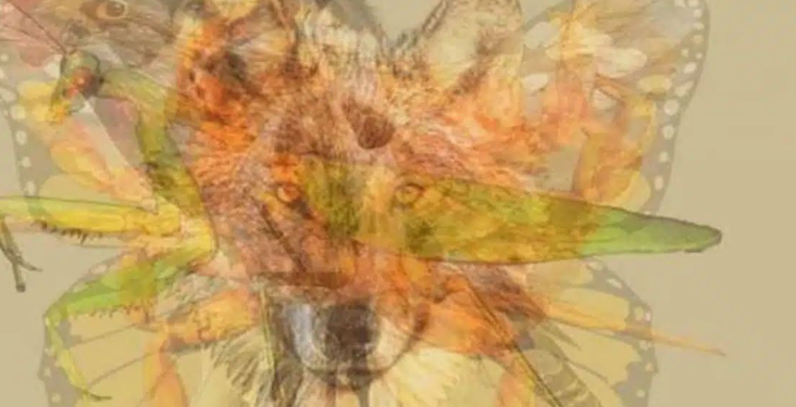 Capture decran 2025 05 08 144359 animal