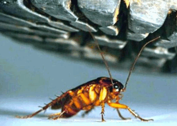 Pourquoi ne faut-il jamais écraser un cafard ? 14 Pourquoi ne faut-il jamais écraser un cafard ? Pourquoi ne faut-il jamais écraser un cafard ?