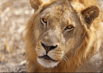 Il achète un lion comme animal de compagnie et se fait manger par le fauve dans son propre jardin 9 Il achète un lion comme animal de compagnie et se fait manger par le fauve dans son propre jardin Il achète un lion comme animal de compagnie et se fait manger par le fauve dans son propre jardin