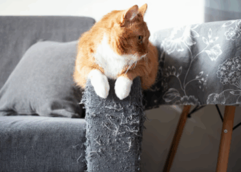 Crise d’adolescence chez le chat : à quoi faut-il s’attendre ?