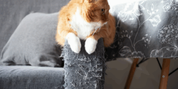 Crise d’adolescence chez le chat : à quoi faut-il s’attendre ?