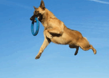 Voici les races de chiens les plus intelligentes… et les plus bêtes