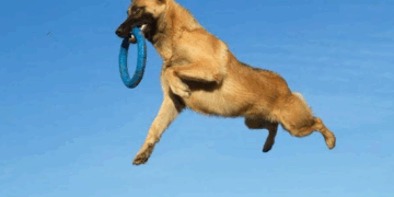 Voici les races de chiens les plus intelligentes… et les plus bêtes