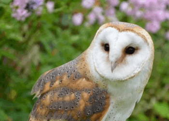 Hibou : chasseur silencieux ou guide spirituel ?
