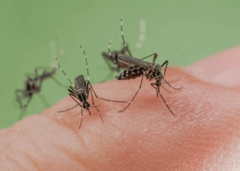 Dengue, chikungunya, Zika : les autorités sanitaires s’inquiètent d’une hausse des cas en métropole