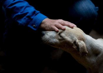 Une entreprise espagnole accorde trois jours de congés payés pour le décès d’un animal de compagnie 11 Une entreprise espagnole accorde trois jours de congés payés pour le décès d’un animal de compagnie Une entreprise espagnole accorde trois jours de congés payés pour le décès d’un animal de compagnie