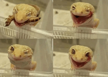 Pourquoi vous ne devriez jamais chasser cette créature si vous en trouvez une à l’intérieur de votre maison