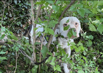 Chien figé dans un buisson depuis 3 jours : les voisins finissent par comprendre l’horreur de la situation