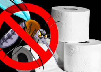 Moustiques : une seule feuille de papier toilette suffit à les faire disparaître en quelques minutes 11 Moustiques : une seule feuille de papier toilette suffit à les faire disparaître en quelques minutes Moustiques : une seule feuille de papier toilette suffit à les faire disparaître en quelques minutes