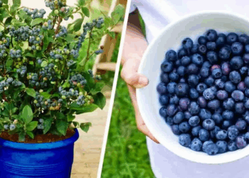 Comment cultiver des myrtilles à la maison pour en avoir une infinité et ne plus jamais en acheter 14 Comment cultiver des myrtilles à la maison pour en avoir une infinité et ne plus jamais en acheter Comment cultiver des myrtilles à la maison pour en avoir une infinité et ne plus jamais en acheter