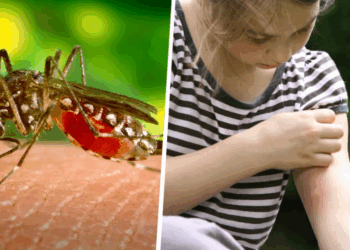 Voici le groupe sanguin qui attire deux fois plus les moustiques que les autres, selon une étude