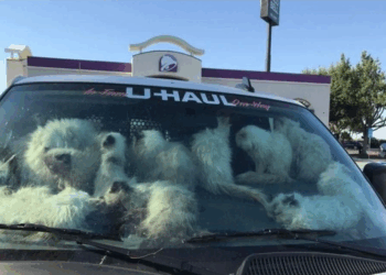 130 chats retrouvés enfermés dans une camionnette, en Californie