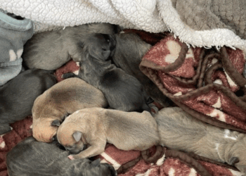 Bretagne : Six chiots retrouvés abandonnés dans un sac poubelle