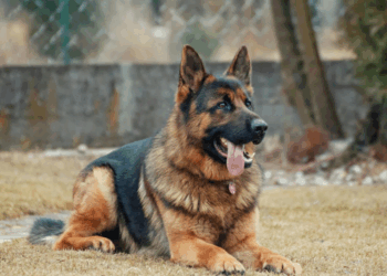 Après un geste inacceptable envers son chien, il est identifié en ligne… et sa maison part en fumée