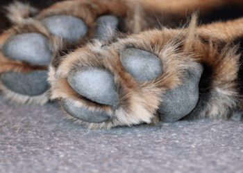 « Un acte ignoble » : Un célèbre chien sauveteur t*é par une saucisse piégée