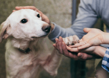 Un ouvrier entend des aboiements venus d’un trou : il ne s’attendait pas à ce qu’il allait découvrir