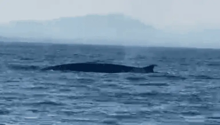 Capture d&rsquo;écran 2025-07-18 170133