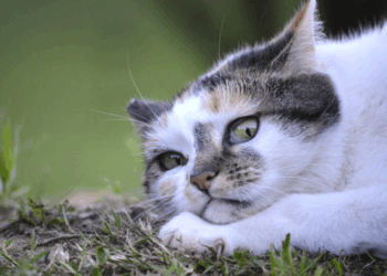 Les signes qui prouvent qu&rsquo;un chat vous déteste