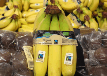 La règle d’or pour garder des bananes fraîches pendant des jours et des jours sans qu’elles noircissent, c&rsquo;est celle-ci