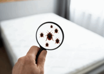 Punaises de lit: la présence du parasite en forte augmentation par rapport à l&rsquo;été 2024