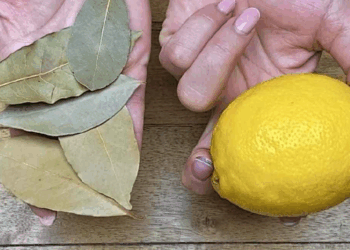 Pourquoi est-il bon de planter des feuilles de laurier dans du citron ?