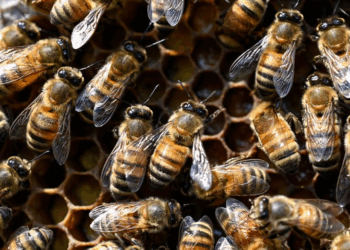 Cantal : Une attaque d’abeilles fait 24 blessés, dont trois en urgence absolue