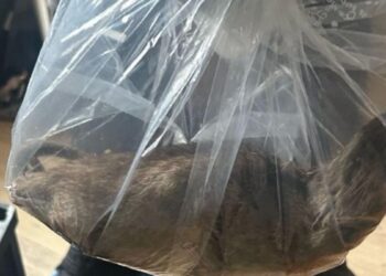 14a9beee 573c 488a a149 1b984eaec53a