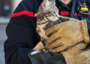 43a76f29 96f3 4016 82df b97fe96daca6